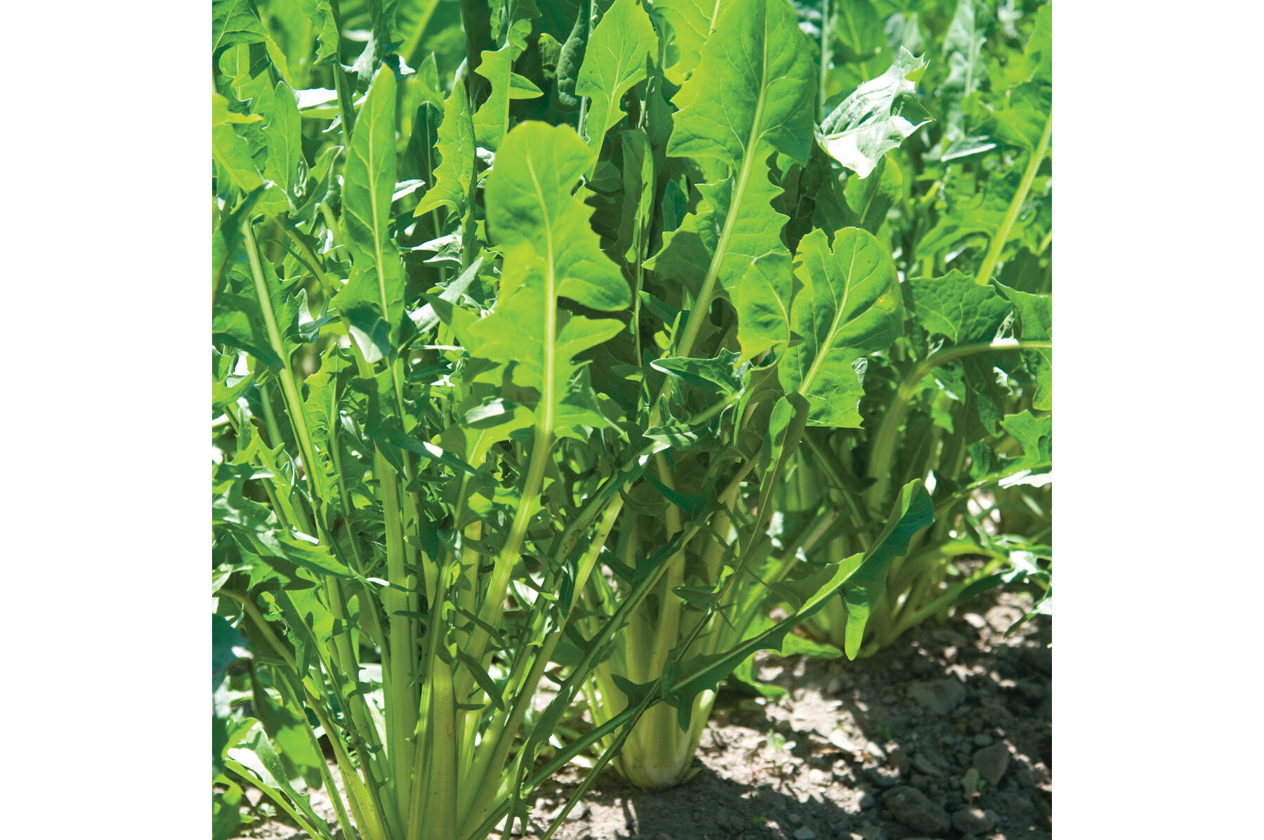 Catalogna Special Italian Dandelion