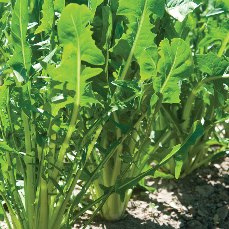 Catalogna Special Catalogna Special Italian Dandelion