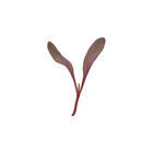 Beet, Bull's Blood Microgreen Vegetables