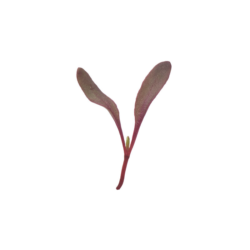 Beet, Bull's Blood Microgreen Vegetables