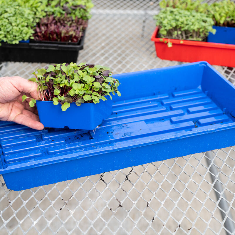 Polypro 5x5 Insert Pots – Blue, 8 Count Plastic Pots