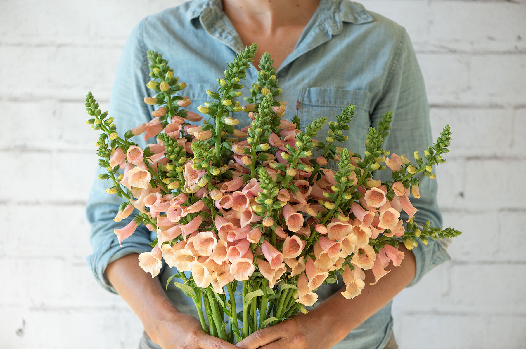 Dalmatian Peach - Pelleted (F1) Digitalis Seed | Johnny's