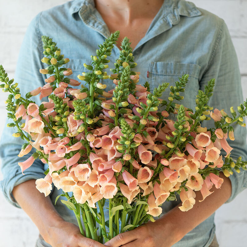 Dalmatian Peach Digitalis (Foxglove)