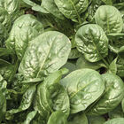 Sunangel Savoyed-Leaf Spinach