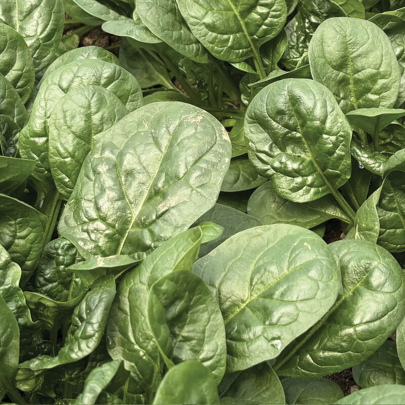 Sunangel Savoyed-Leaf Spinach