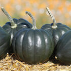 Tiptop PMR Winter Squash