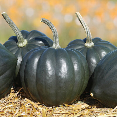 Tiptop PMR Winter Squash