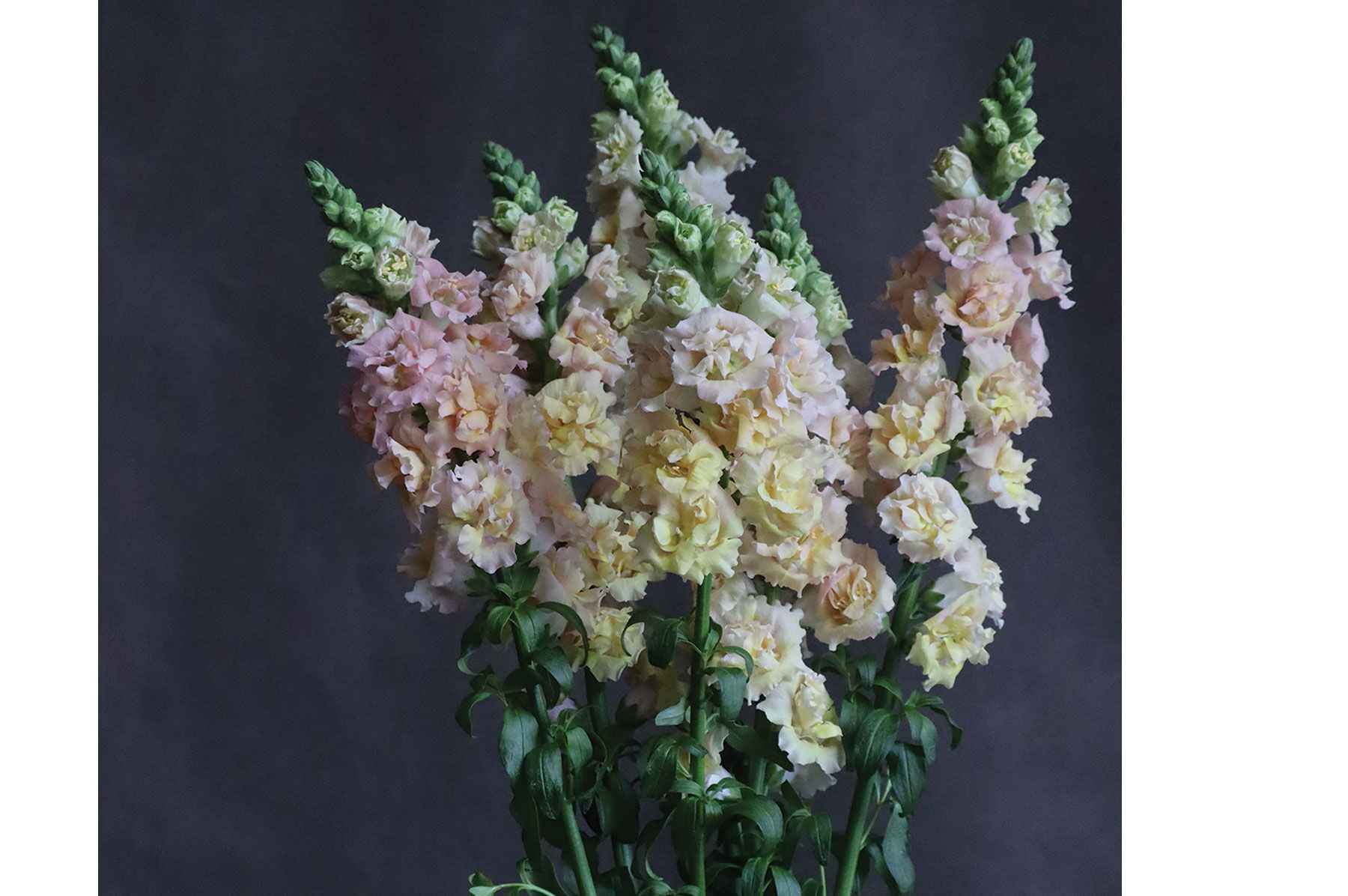 Snapstar Champagne - (F1) Snapdragon Seed | Johnny's Selected Seeds
