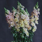 Snapstar Champagne Cool Season (Groups 1&ndash;2)