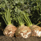 Balena Celeriac (Celery Root)