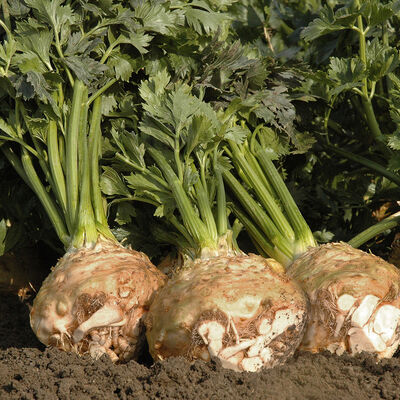 Balena Celeriac (Celery Root)