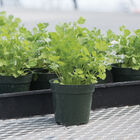 Santo Monogerm Cilantro (Coriander)