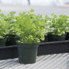 Santo Santo Cilantro (Coriander)