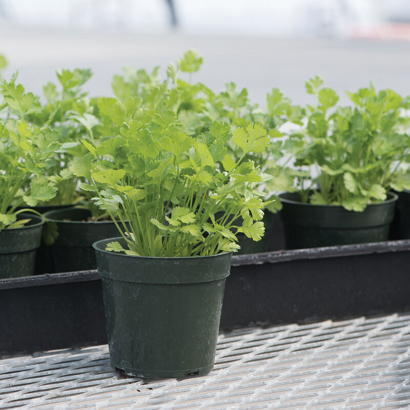 Santo Santo Cilantro (Coriander)