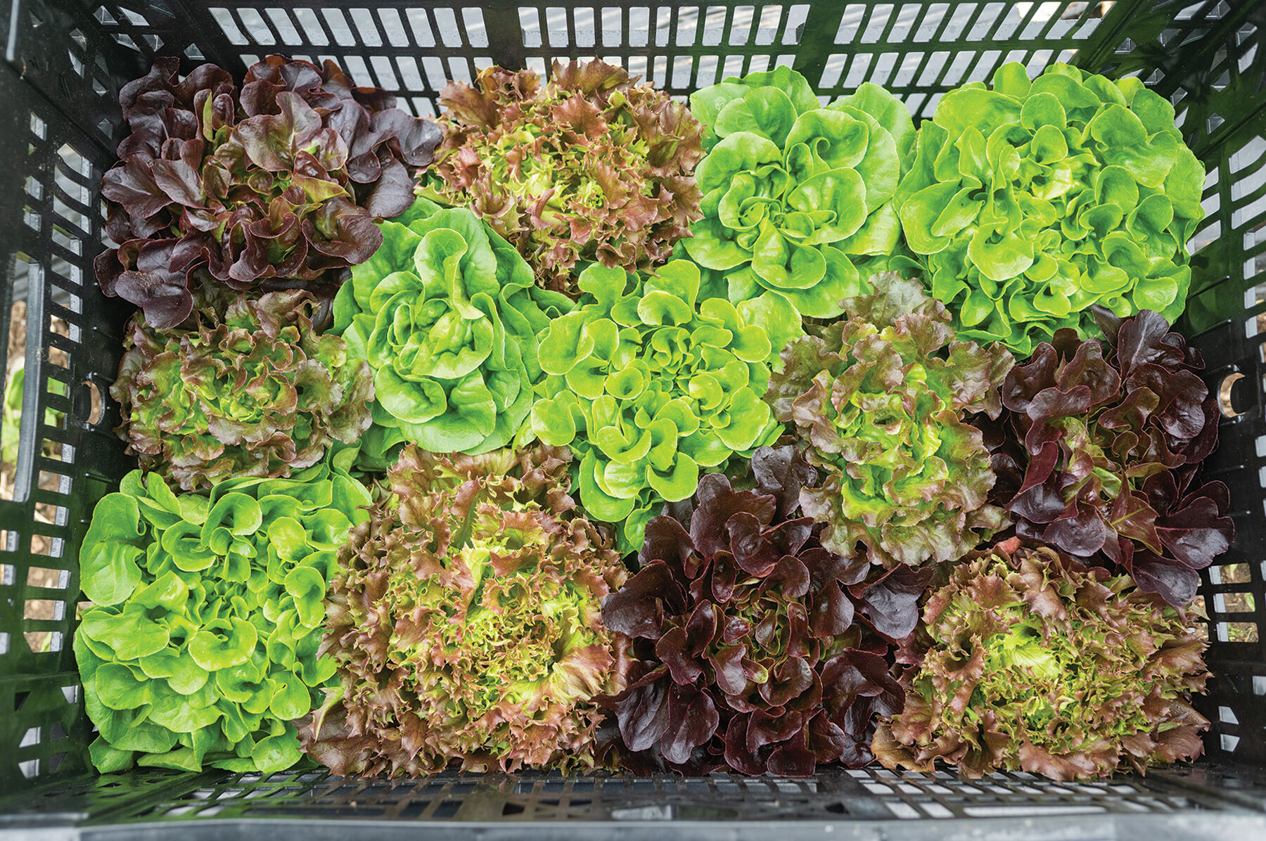 Prismatic Mini Head Mix One-Cut Lettuce