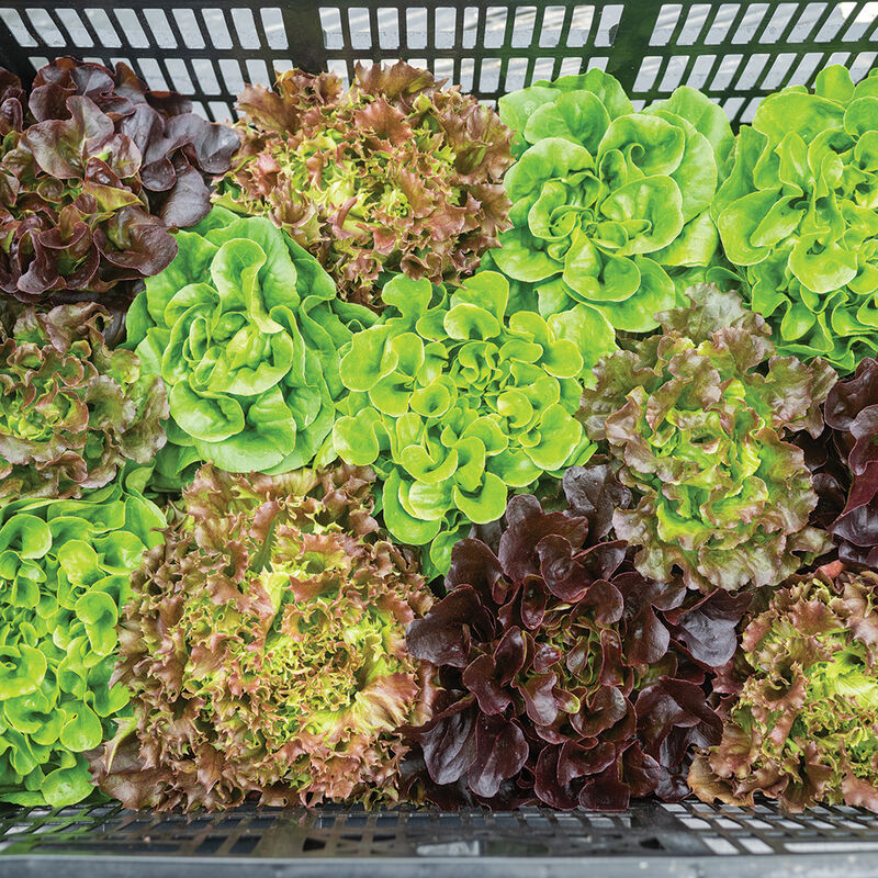 Prismatic Mini Head Mix One-Cut Lettuce