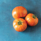 Hot Streak Beefsteak Tomatoes