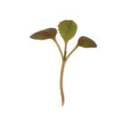 Pac Choi, Rosie Microgreen Vegetables