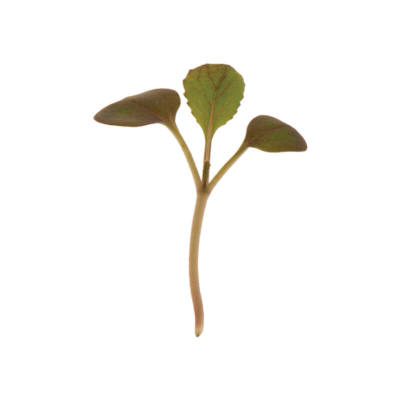 Pac Choi, Rosie Microgreen Vegetables
