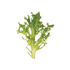 Tambay Summer Crisp Lettuce (Batavia)