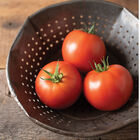 RuBee Dawn Slicing Tomatoes