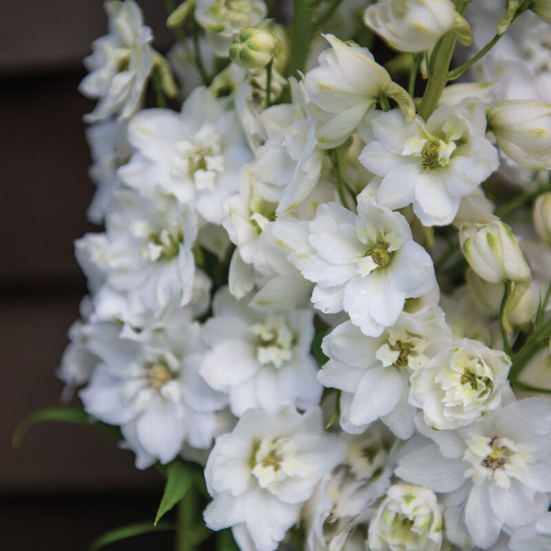 Magic Fountains Pure White Delphinium