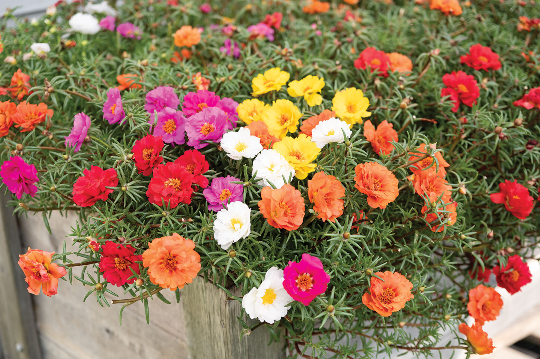 Happy Trails&trade; Mixture Portulaca