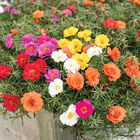 Happy Trails™ Mixture Portulaca