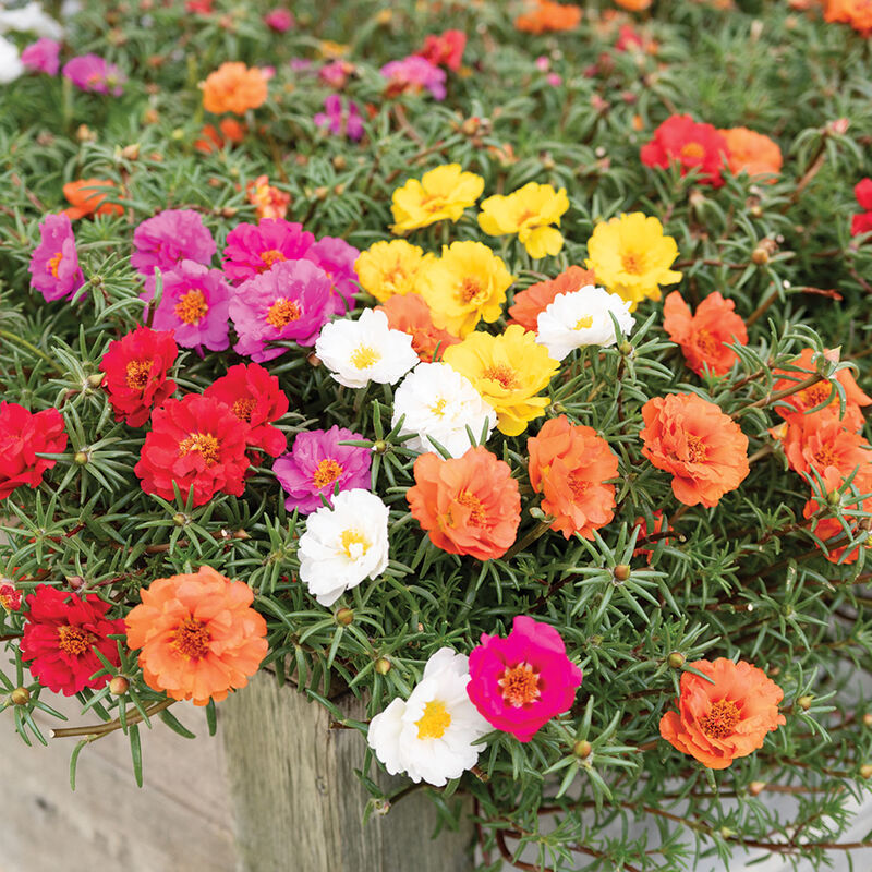 Happy Trails™ Mixture Portulaca