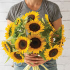 Sunbright Supreme Sunbright Supreme Tall Sunflowers