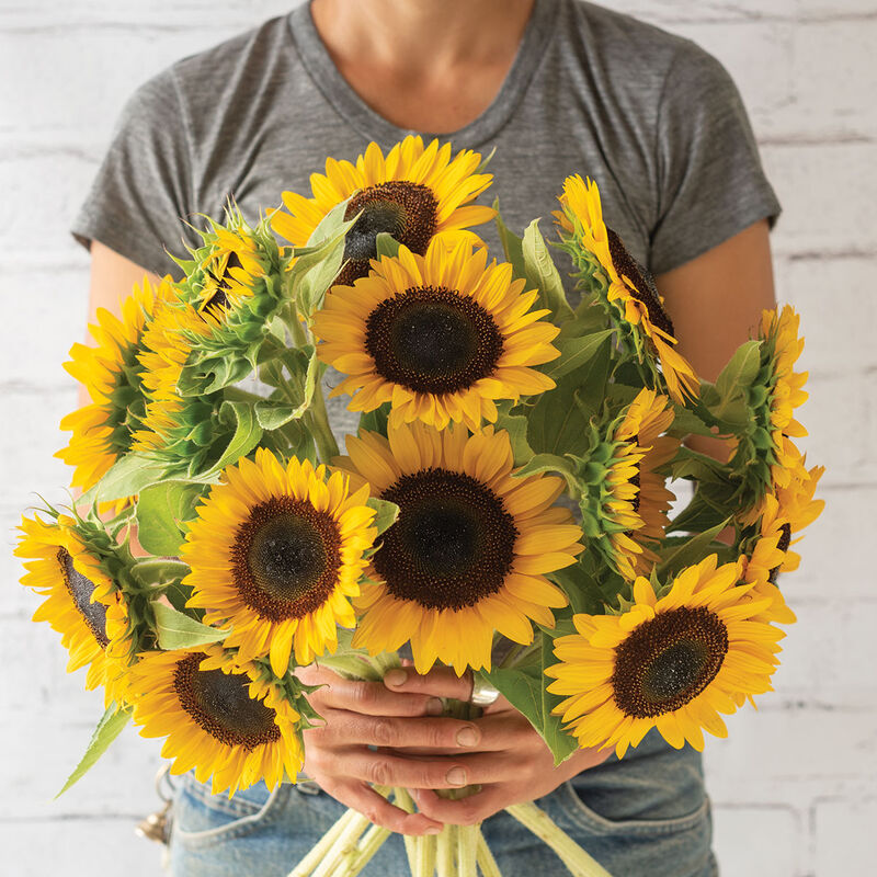 Sunbright Supreme Sunbright Supreme Tall Sunflowers