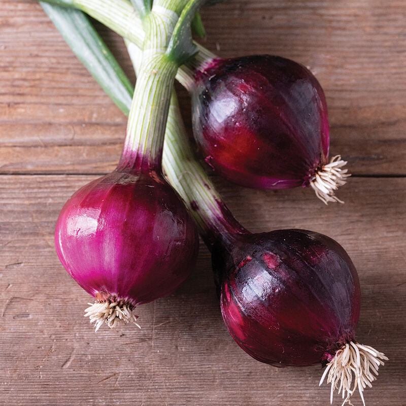 Red Spring Full-Size Onions