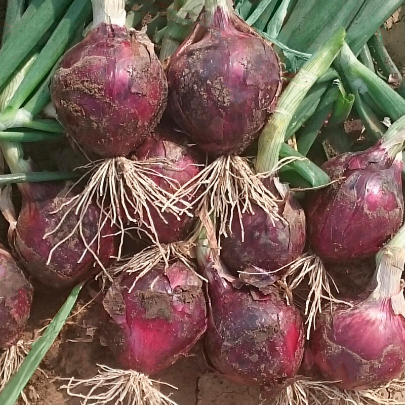 Red Spring Full-Size Onions