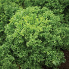 Curlesi Endive