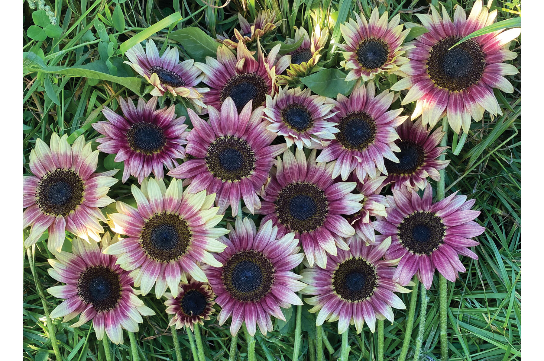 Strawberry Blonde - Pink Sunflower Seeds | Johnny's Selected