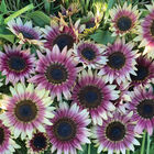 Strawberry Blonde Strawberry Blonde Tall Sunflowers