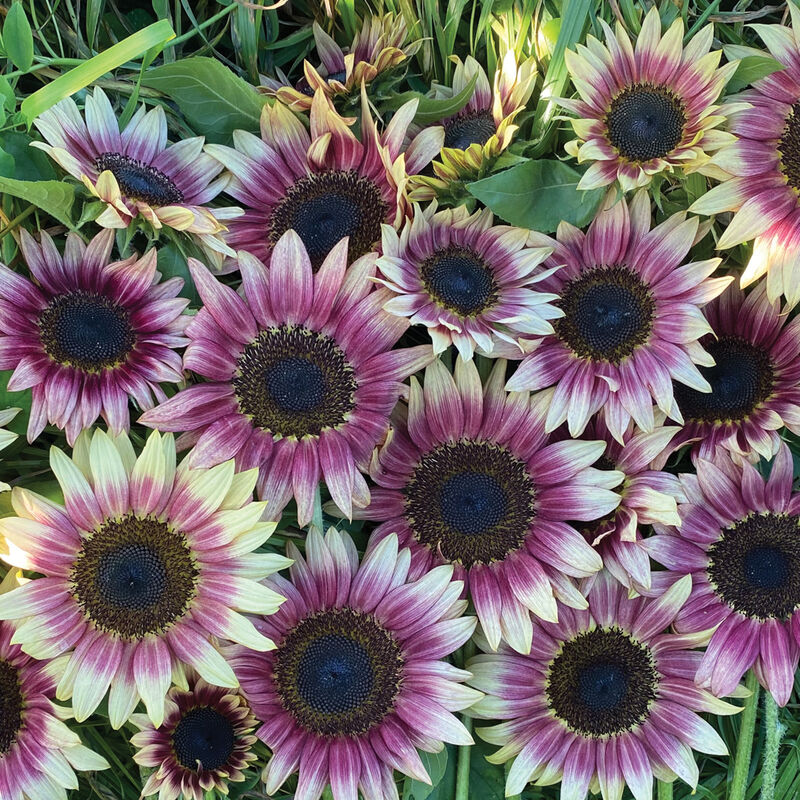 Strawberry Blonde Strawberry Blonde Tall Sunflowers