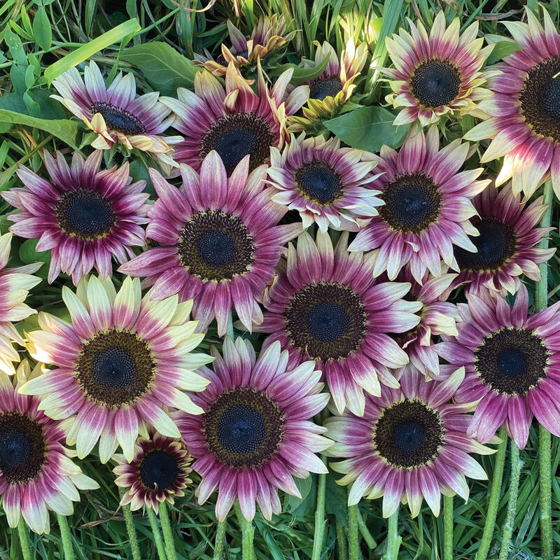 Strawberry Blonde Marigold Seeds – 30 Count, Annual Flowers For Full Sun Outdoor Gardens