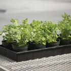 Marino Cilantro (Coriander)