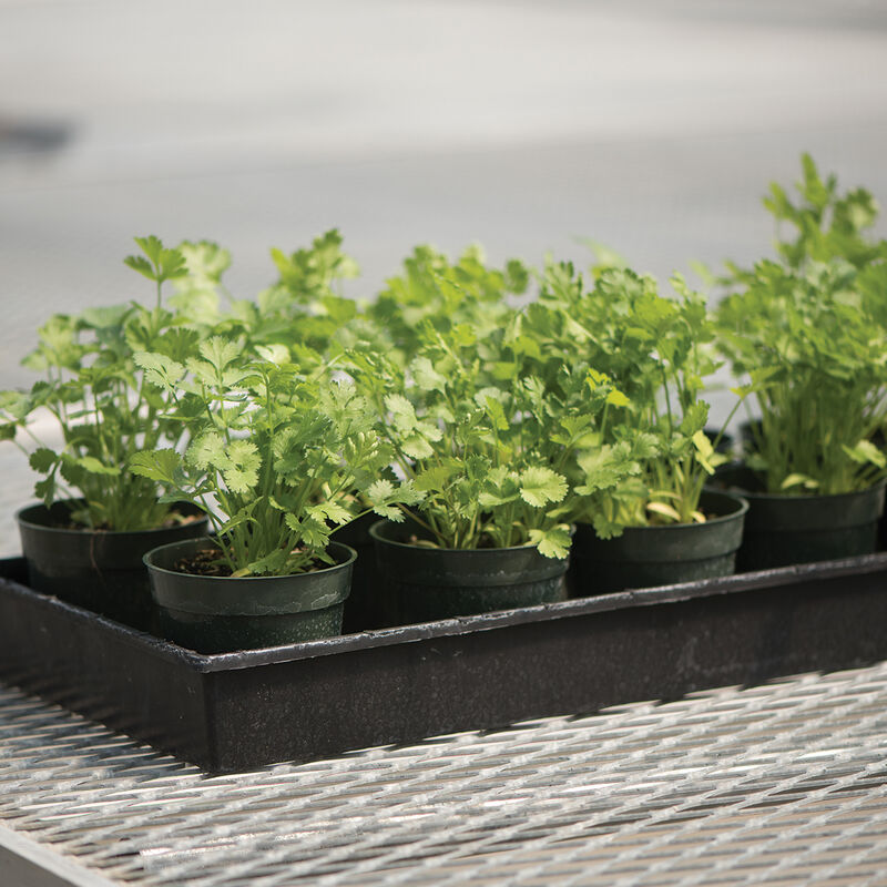 Marino Cilantro (Coriander)