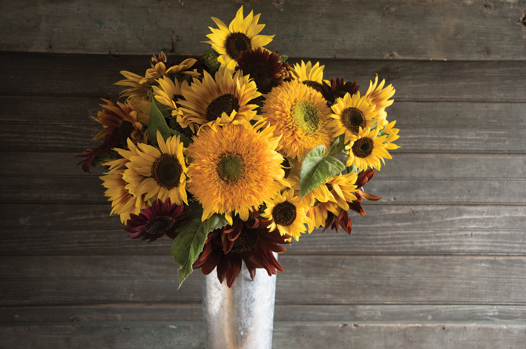 Sunbright Supreme - (F1) Sunflower Seed | Johnny's Selected