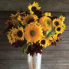 Johnny's Sunflower Collection Johnny's Sunflower Collection Sunflowers