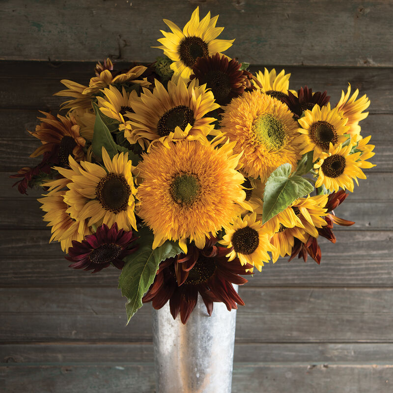 Johnny's Sunflower Collection Johnny's Sunflower Collection Sunflowers