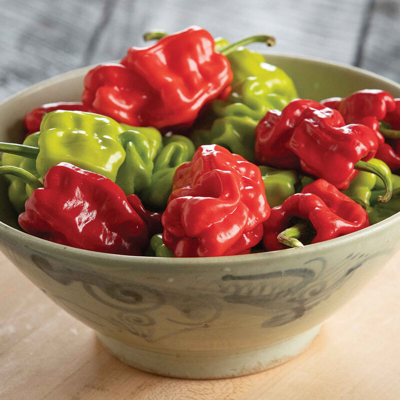 Dragon's Toe Hot Peppers