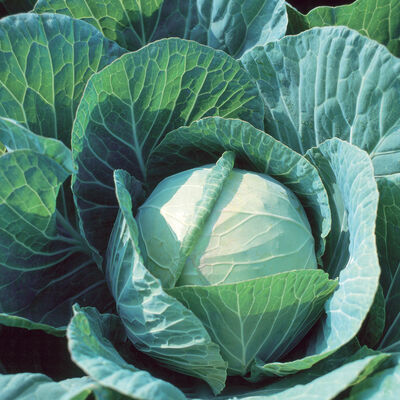 Farao Fresh Market Cabbage