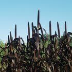 Purple Majesty Grasses, Ornamental
