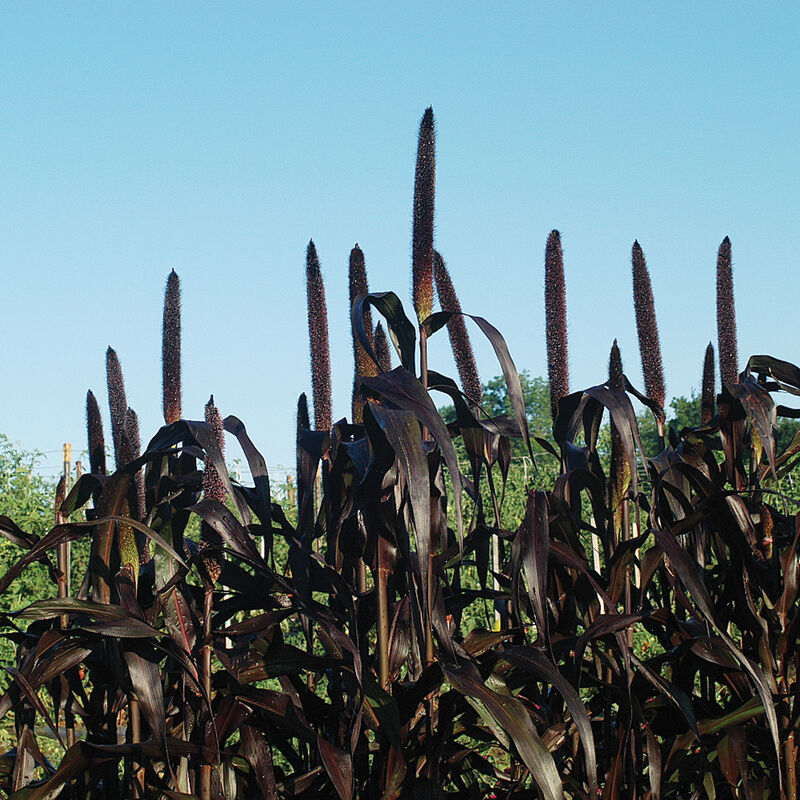 Purple Majesty Grasses, Ornamental