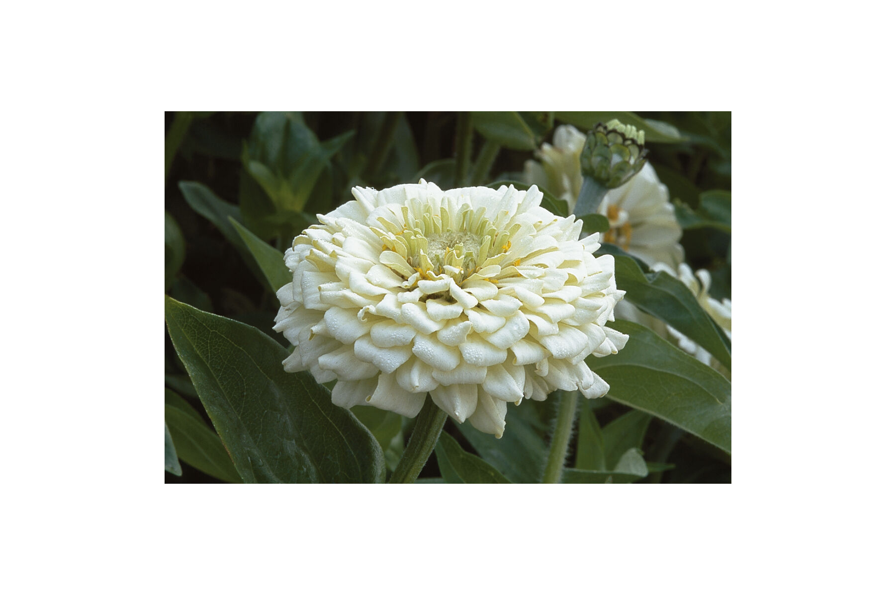 Johnny's Selected Seeds Benary's Giant Zinnia - Thumbnail 3
