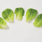 Salanova® Green Butter Salanova® Lettuce