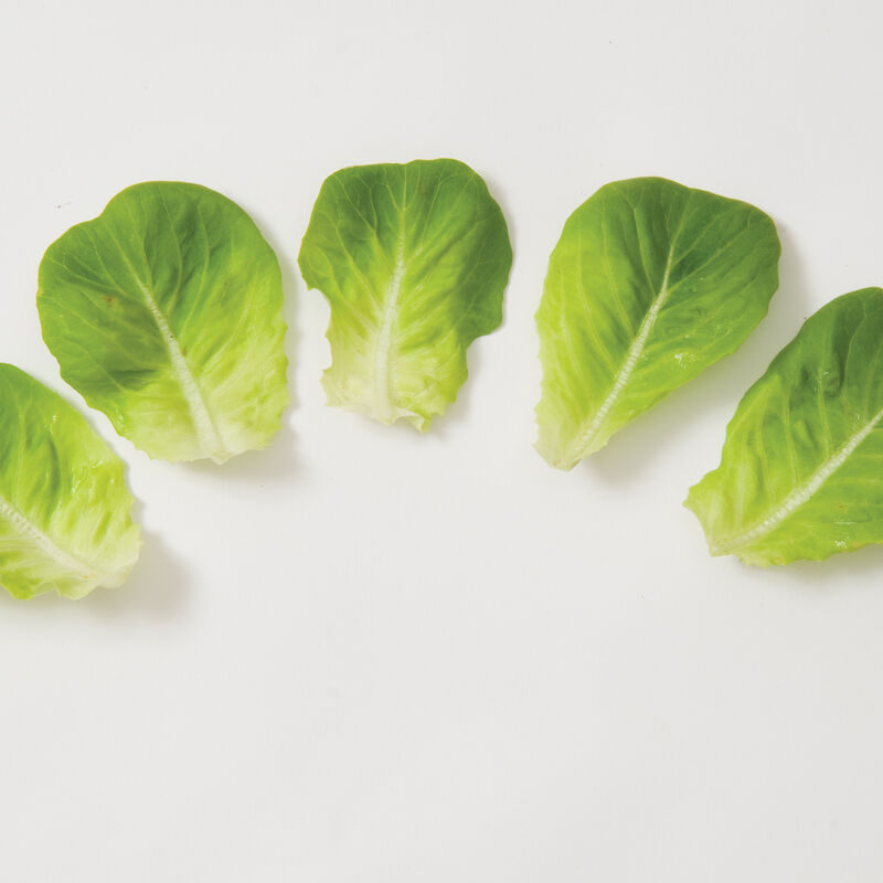 Salanova® Green Butter Salanova® Lettuce